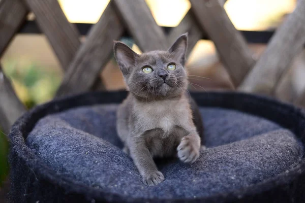 Kätzchen Schottische Britische Katze Burma Munchkin Tiere — Stockfoto