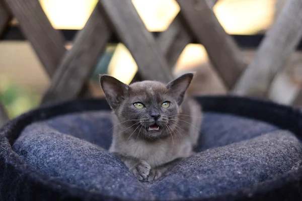 Gatinho Escocês Britânico Gato Birma Munchkin Animais — Fotografia de Stock