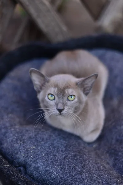 Kätzchen Schottische Britische Katze Burma Munchkin Tiere — Stockfoto