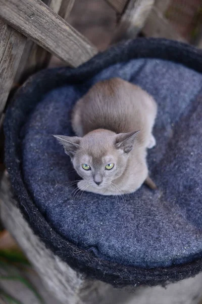 Gatinho Escocês Britânico Gato Birma Munchkin Animais — Fotografia de Stock