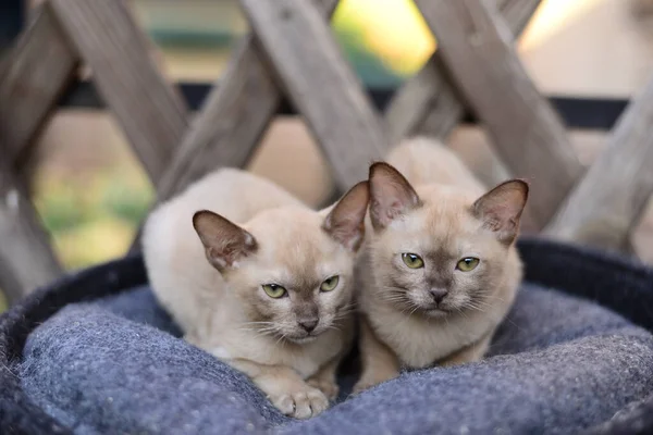 Kätzchen Schottische Britische Katze Burma Munchkin Tiere — Stockfoto