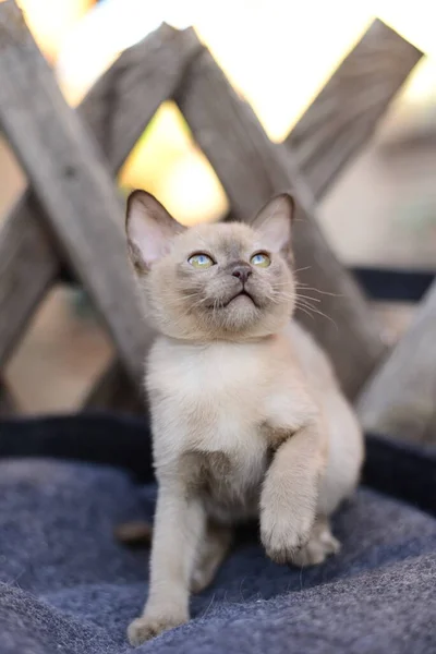 Gatinho Escocês Britânico Gato Birma Munchkin Animais — Fotografia de Stock