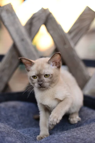 Котята Шотландские Британские Кошки Бирманские Жевуны — стоковое фото
