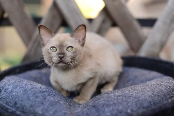 Gatito Escocés Británico Gato Birma Munchkin Animales — Foto de Stock