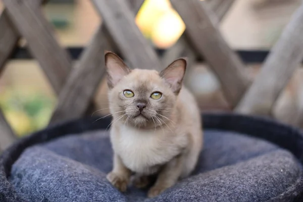 Kattunge Skotsk Brittisk Katt Burma Munchkin Djur — Stockfoto