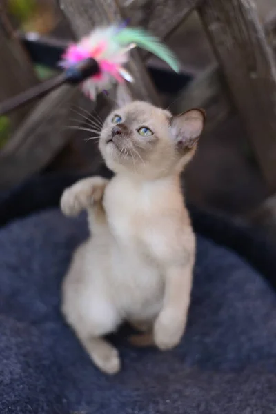 Gatinho Escocês Britânico Gato Birma Munchkin Animais — Fotografia de Stock