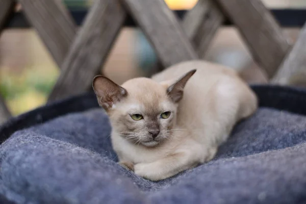 Kätzchen Schottische Britische Katze Burma Munchkin Tiere — Stockfoto