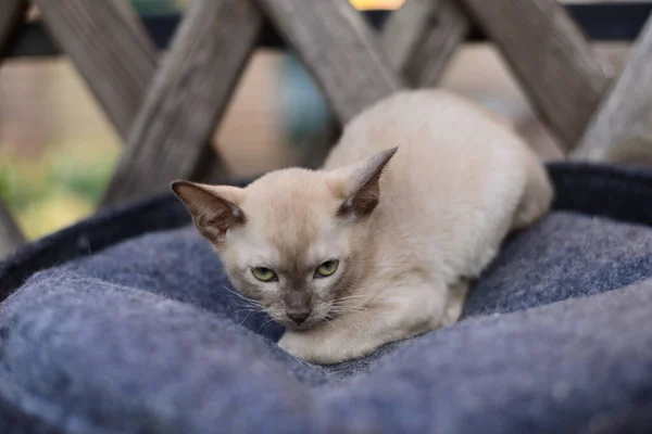 Kätzchen Schottische Britische Katze Burma Munchkin Tiere — Stockfoto