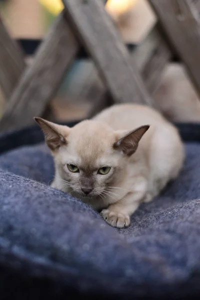 Gatinho Escocês Britânico Gato Birma Munchkin Animais — Fotografia de Stock