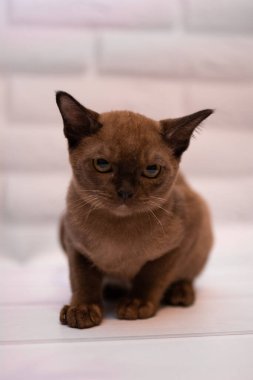 Kedi yavrusu İskoç İngiliz kedisi Burma cüce hayvanlar