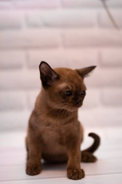 Kedi yavrusu İskoç İngiliz kedisi Burma cüce hayvanlar