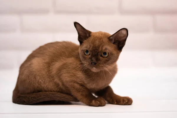 Gatinho Escocês Britânico Gato Birma Munchkin Animais — Fotografia de Stock