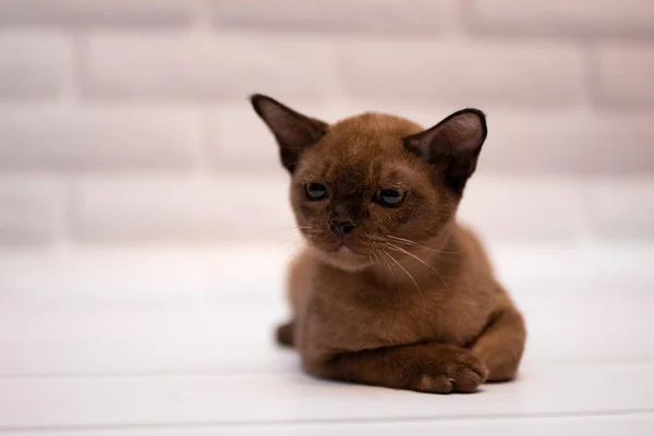 Kätzchen Schottische Britische Katze Burma Munchkin Tiere — Stockfoto