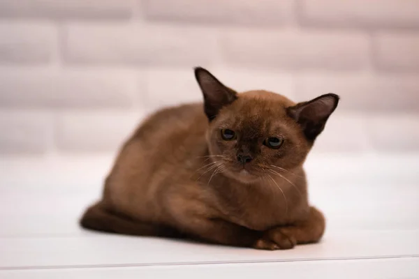 Kätzchen Schottische Britische Katze Burma Munchkin Tiere — Stockfoto