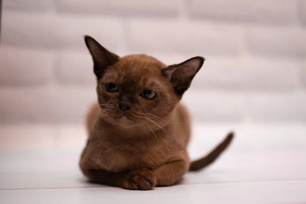 Gatinho Escocês Britânico Gato Birma Munchkin Animais — Fotografia de Stock