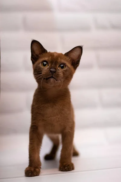 Kattunge Skotsk Brittisk Katt Burma Munchkin Djur — Stockfoto