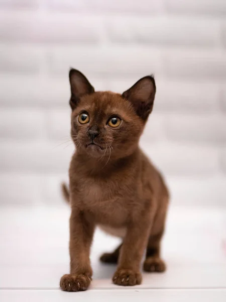 Gatinho Escocês Britânico Gato Birma Munchkin Animais — Fotografia de Stock