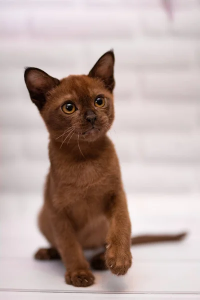 Chaton Écossais Britannique Chat Birmanie Munchkin Animaux — Photo