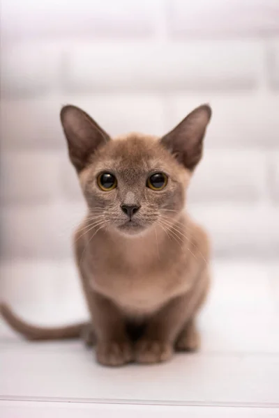 Kotek Szkocki Brytyjski Kot Birma Munchkin Zwierzęta — Zdjęcie stockowe