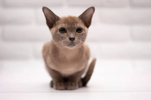 Gatinho Escocês Britânico Gato Birma Munchkin Animais — Fotografia de Stock