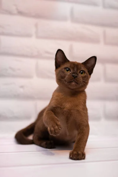 Kätzchen Schottische Britische Katze Burma Munchkin Tiere — Stockfoto