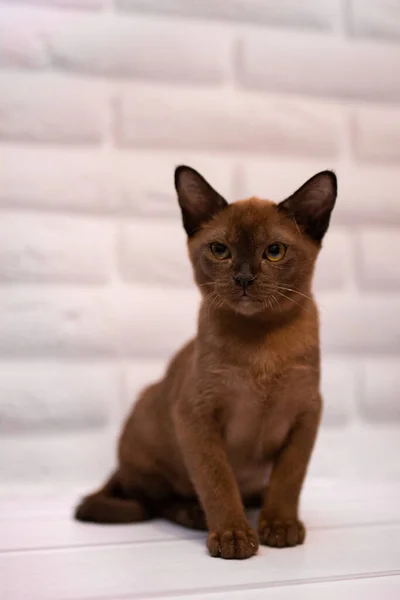 Kucing Scottish Inggris Burma Hewan Munchkin — Stok Foto