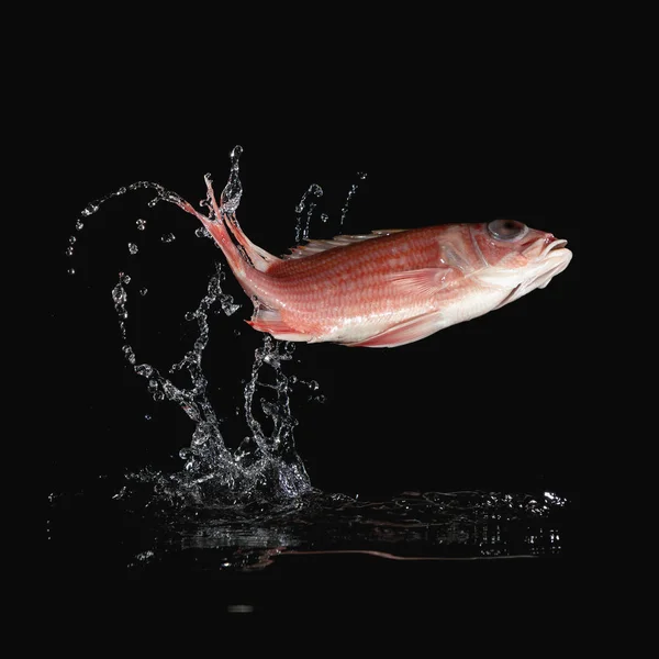 Pink fish jumping out of the water