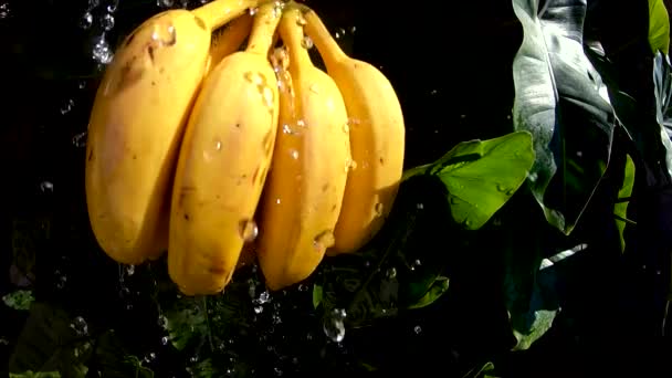 Mazzo Banane Lavate Rallentatore Una Ciotola Con Acqua Rallentatore Gopro — Video Stock