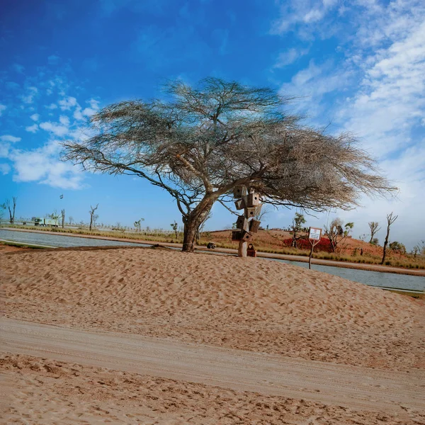 Gillar Träd Och Koppla Punkt Kärlek Sjöar Dubai Ett Nytt — Stockfoto