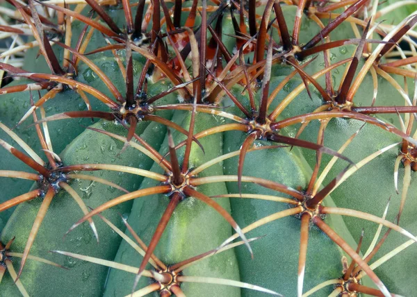 Cactus Thorns Background — Stock Photo, Image