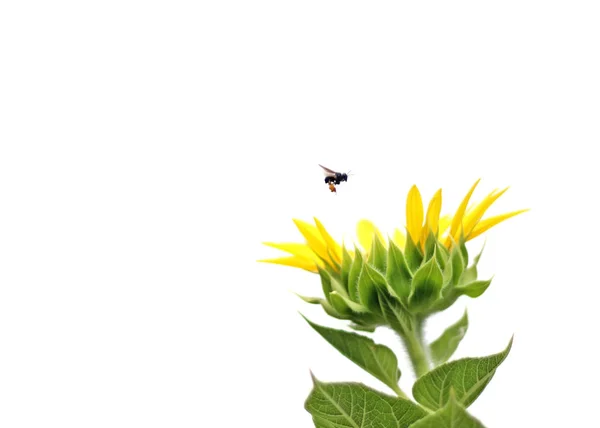 Black Bee Flying Sunflower — Stock Photo, Image