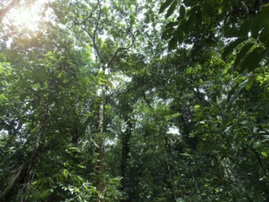 Atlantik Ormanı bulanık arka plan