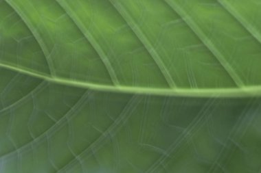 Soyut yaprak doku tasarım arka plan