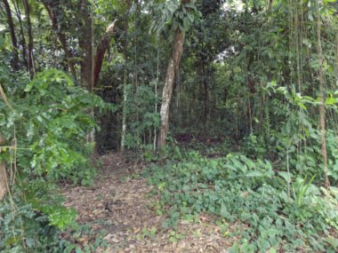 Atlantik Ormanı bulanık arka plan