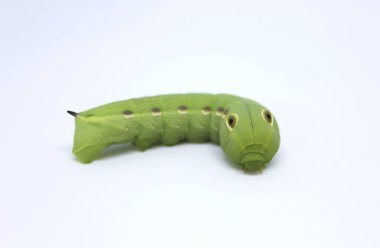 Beyaz arka planda izole güzel tırtıl