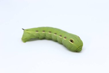 Beyaz arka planda izole güzel tırtıl