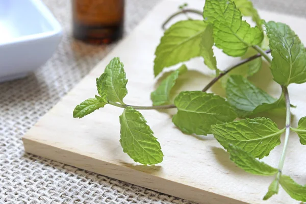 Branch Dengan Daun Mint — Stok Foto