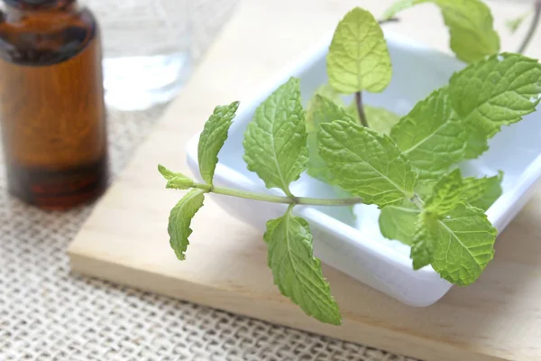 Branch Dengan Daun Mint — Stok Foto