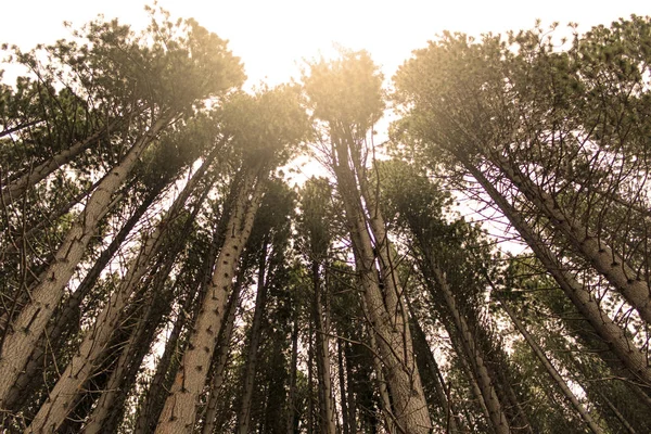 Eucalyptus forest and sunlight