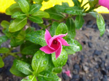 Çiçek pembe sarmal unbuttoning