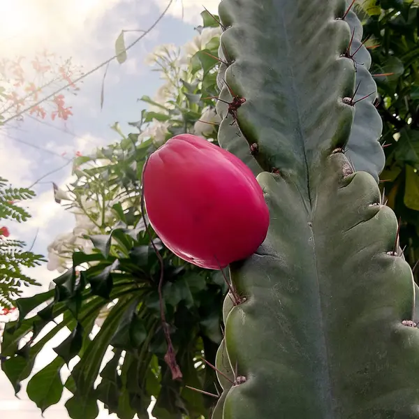 Gyümölcse Mandacaru Kaktusz Hagyományos Brazília — Stock Fotó