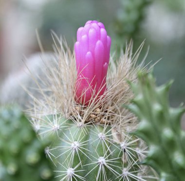 Kaktüs çiçeği (Arrojadoa ayrıntılarını)