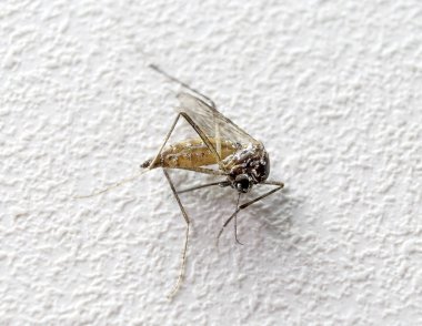 Ölü Aedes Aegypti sivrisinek detay