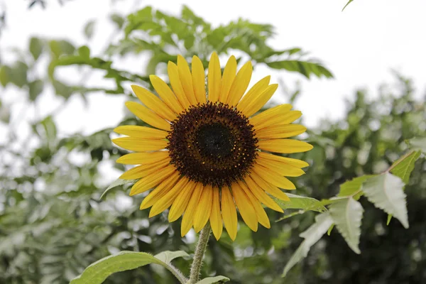 Beautiful Garden Sunflower Opened — Stock Photo, Image