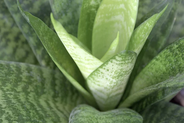 Grüne Sukkulente Pflanze Detail — Stockfoto