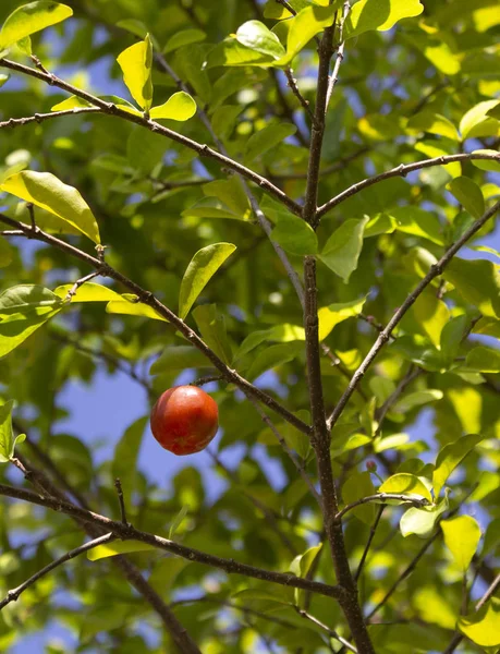 Organic fresh Acerola. Fruit with high content of vitamin C
