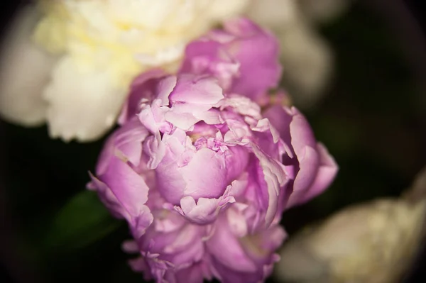 Macro photo of a beautiful pink peony — Stock Photo, Image