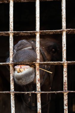 at dişleri ile bir kafes kemiriyor
