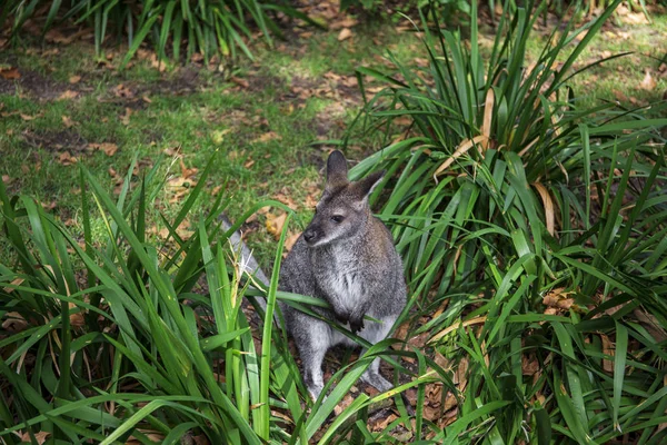 Le kangourou sort de l'herbe. kangourou est assis dans la brousse — Photo