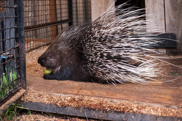 Porcupine i djurparken äter ett äpple — Stockfoto